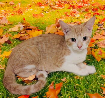 Rescue Domestic Short Hair Cats for Adoption in Chandler, Arizona - Lani | PetCurious