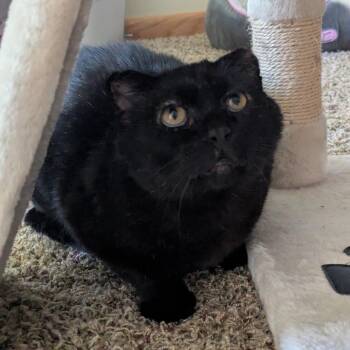 Geekers--In Foster -  Domestic Short Hair Cat for Adoption in Fargo, North Dakota - Geekers--In Foster | PetCurious