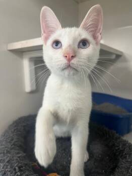 John -  Domestic Short Hair Cat for Adoption in Corpus Christi, Texas - John | PetCurious