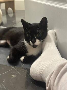 Scout -  Domestic Short Hair Cat for Adoption - Scout | PetCurious