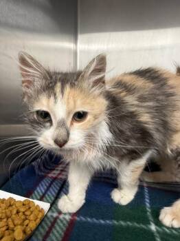 Domestic Medium Hair Cats Available for Adoption - Oklahoma | PetCurious