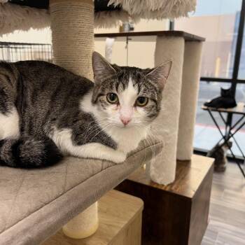Cher -  Domestic Short Hair Cat for Adoption in Las Vegas, Nevada - Cher | PetCurious