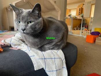 Rescue Domestic Short Hair Cats for Adoption in Moscow, Idaho - **COURTESY LISTING** Mishka | PetCurious
