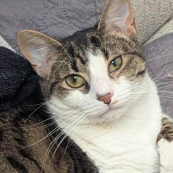 Milo -  Domestic Short Hair Cat for Adoption in Ashland, Virginia - Milo | PetCurious