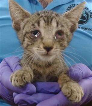TAKOYAKI -  Domestic Short Hair Cat for Adoption in Doral, Florida - TAKOYAKI | PetCurious