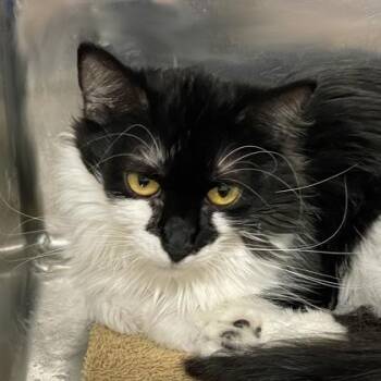 Rescue Domestic Medium Hair Cats for Adoption in Flagstaff, Arizona - Rune | PetCurious