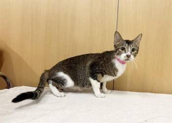 FRUIT BASKET -  Domestic Short Hair Cat Available for Adoption in Brentwood, Missouri - FRUIT BASKET | PetCurious