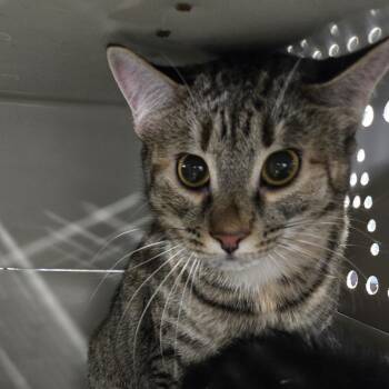 Domestic Short Hair Cats Available for Adoption in Newark, New Jersey - Hank | PetCurious