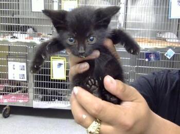 A186002 -  Domestic Short Hair Cat for Adoption in Pasadena, Texas - A186002 | PetCurious