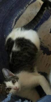 Tabby and Domestic Short Hair Cats Available for Adoption in Pineville, Louisiana - Maxwell | PetCurious