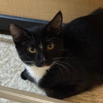Bandit -  Domestic Short Hair Cat for Adoption in Desert Hot Springs, California - Bandit | PetCurious