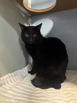 NUGGET -  Domestic Short Hair Cat for Adoption in Westminster, Maryland - NUGGET | PetCurious