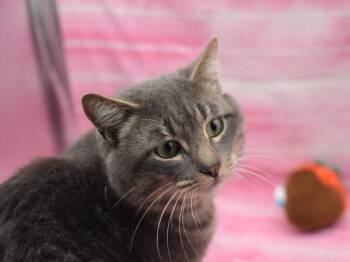 Domestic Short Hair Cats Available for Adoption - Leroy | PetCurious