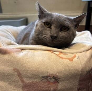 Sheba -  Domestic Short Hair Cat for Adoption in Cleveland, Ohio - Sheba | PetCurious