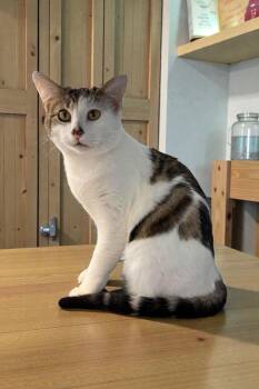 Domestic Short Hair Cats Available for Adoption - Ethan (Bonded With Owen) | PetCurious