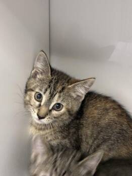 Tortellini -  Domestic Short Hair Cat for Adoption in Salt Lake City, Utah - Tortellini | PetCurious