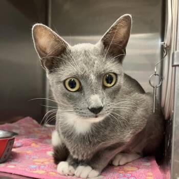 Silvia -  Domestic Short Hair Cat for Adoption in Port Charlotte, Florida - Silvia | PetCurious