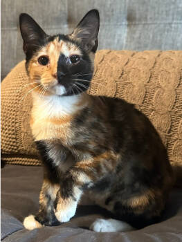 Rescue Domestic Short Hair Cats for Adoption in West Palm Beach, Florida - Baylee | PetCurious