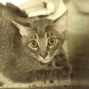 Menelaus -  Domestic Short Hair Cat for Adoption in Belleville, Illinois - Menelaus | PetCurious
