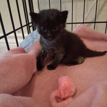 Domestic Short Hair Cats Available for Adoption in San Antonio, Texas - Minotaur | PetCurious