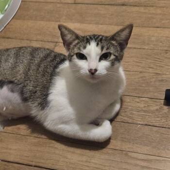 Sylvia -  Domestic Short Hair Cat for Adoption in Liverpool, Texas - Sylvia | PetCurious