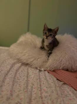 Matilda -  Domestic Short Hair and Tabby Cat for Adoption in Yardley, Pennsylvania - Matilda | PetCurious
