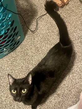 Junior & Eve -  Bombay and Domestic Short Hair Cat for Adoption in Lucas, Texas - Junior & Eve | PetCurious