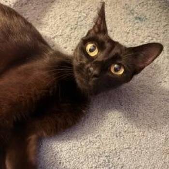 Petunia -  Domestic Short Hair Cat for Adoption in West Palm Beach, Florida - Petunia | PetCurious