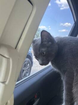 A432595 -  Domestic Short Hair Cat for Adoption in Conroe, Texas - A432595 | PetCurious