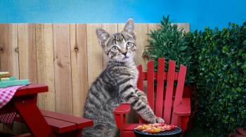 Bootstrap Bill Turner -  Tabby and Domestic Short Hair Cat for Adoption in Lucas, Texas - Bootstrap Bill Turner | PetCurious
