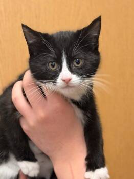 Domestic Short Hair Cats Available for Adoption - Tiki | PetCurious