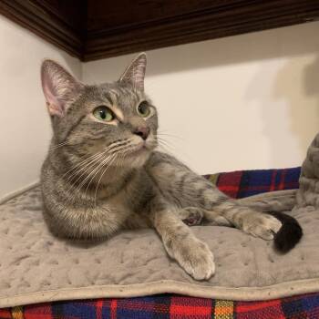 Domestic Short Hair Cats Available for Adoption - Virtue | PetCurious