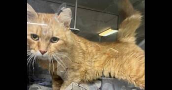 Domestic Medium Hair Cats Available for Adoption in Dayton, Minnesota - Ozzie | PetCurious