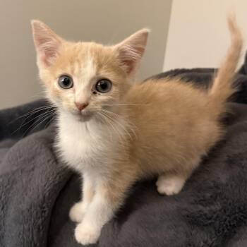 Nutty -  Domestic Short Hair Cat for Adoption in Potomac, Maryland - Nutty | PetCurious