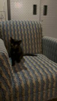 Vadar Ne. -  Domestic Short Hair Cat for Adoption in West Peoria, Illinois - Vadar Ne. | PetCurious