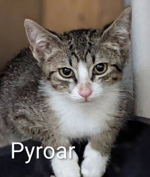 Rescue Domestic Short Hair Cats for Adoption in Ogden, Utah - Pyroar | PetCurious