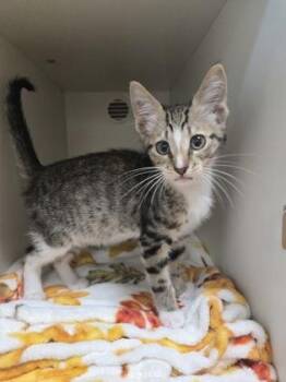 Hair Brush -  Domestic Short Hair Cat for Adoption in Savannah, Georgia - Hair Brush | PetCurious