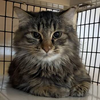 China -  Domestic Long Hair Cat Available for Adoption in Santa Fe, New Mexico - China | PetCurious