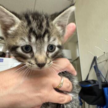 Candle -  Domestic Short Hair Cat for Adoption in Pekin, Illinois - Candle | PetCurious