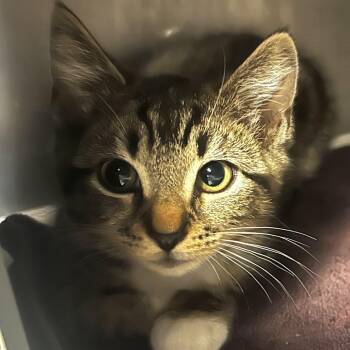 Fig -  Domestic Short Hair Cat for Adoption in Chicago, Illinois - Fig | PetCurious