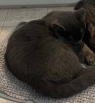 Shaylyn -  Domestic Short Hair Cat for Adoption in Simcoe, Ontario - Shaylyn | PetCurious