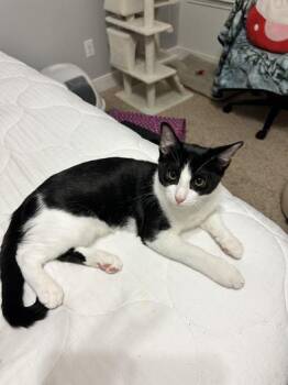 Domestic Short Hair Cats Available for Adoption - BW | PetCurious