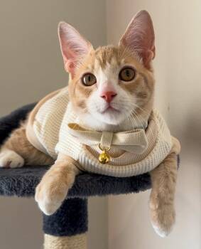 Hudson -  Domestic Short Hair Cat for Adoption in Pompano Beach, Florida - Hudson | PetCurious