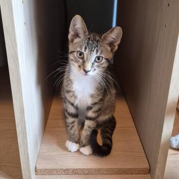 Clive (bonded with Nigel) -  Domestic Short Hair Cat for Adoption in Pickering, Ontario - Clive (bonded With Nigel) | PetCurious