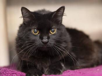 MOXIE -  Domestic Short Hair Cat for Adoption in Phoenix, Arizona - MOXIE | PetCurious