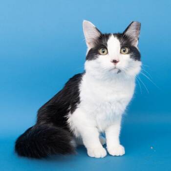 HeatWave -  Domestic Short Hair Cat for Adoption in Franklin, Tennessee - HeatWave | PetCurious