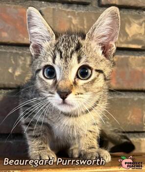 Beauregard Purrsworth -  Domestic Short Hair Cat for Adoption in Douglasville, Georgia - Beauregard Purrsworth | PetCurious