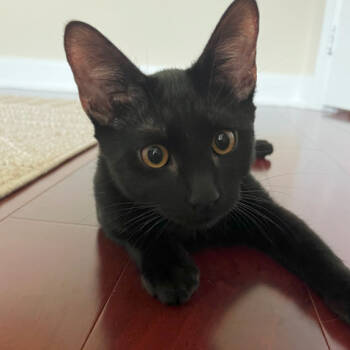 Rescue Domestic Short Hair Cats for Adoption in Fort Lauderdale, Florida - Bearclaw | PetCurious