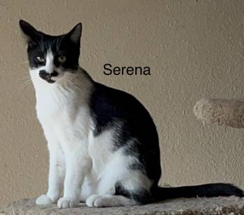 Serena -  American Shorthair and Domestic Short Hair Cat Available for Adoption in Moreno Valley, California - Serena | PetCurious