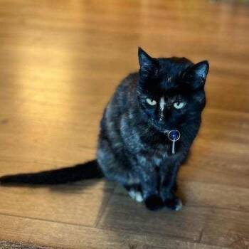 Rescue Tortoiseshell Cats for Adoption in Pendleton, Oregon - Hazel | PetCurious